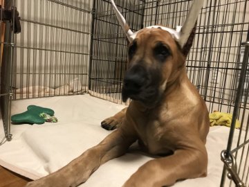 グレートデン【群馬県・男の子・2021年10月31日・フォーン】の写真「優良血統のとっても可愛いフォーンの男の子です。」