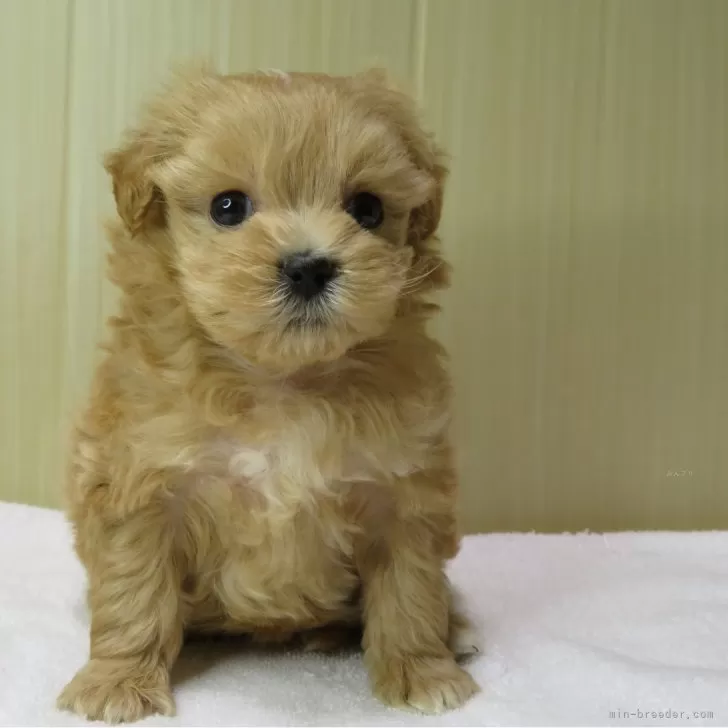 ゴエモンエモン 様のお迎えした子犬