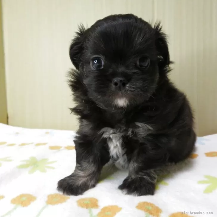 Y.F 様のお迎えした子犬