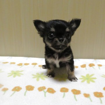 チワワ(ロング)【茨城県・女の子・2025年10月11日・ブラックタン&ホワイト】の写真「おチビちゃんです。」