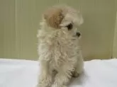 マルプー(トイプードル×マルチーズ)【茨城県・男の子・2024年10月4日・クリーム】の写真2