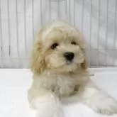 マルプー(トイプードル×マルチーズ)【茨城県・男の子・2025年4月16日・アプリコット】の写真3