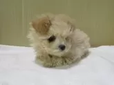 マルプー(トイプードル×マルチーズ)【茨城県・男の子・2024年10月4日・クリーム】の写真5