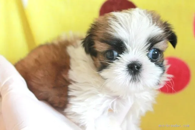 ID：1904-00359の子犬