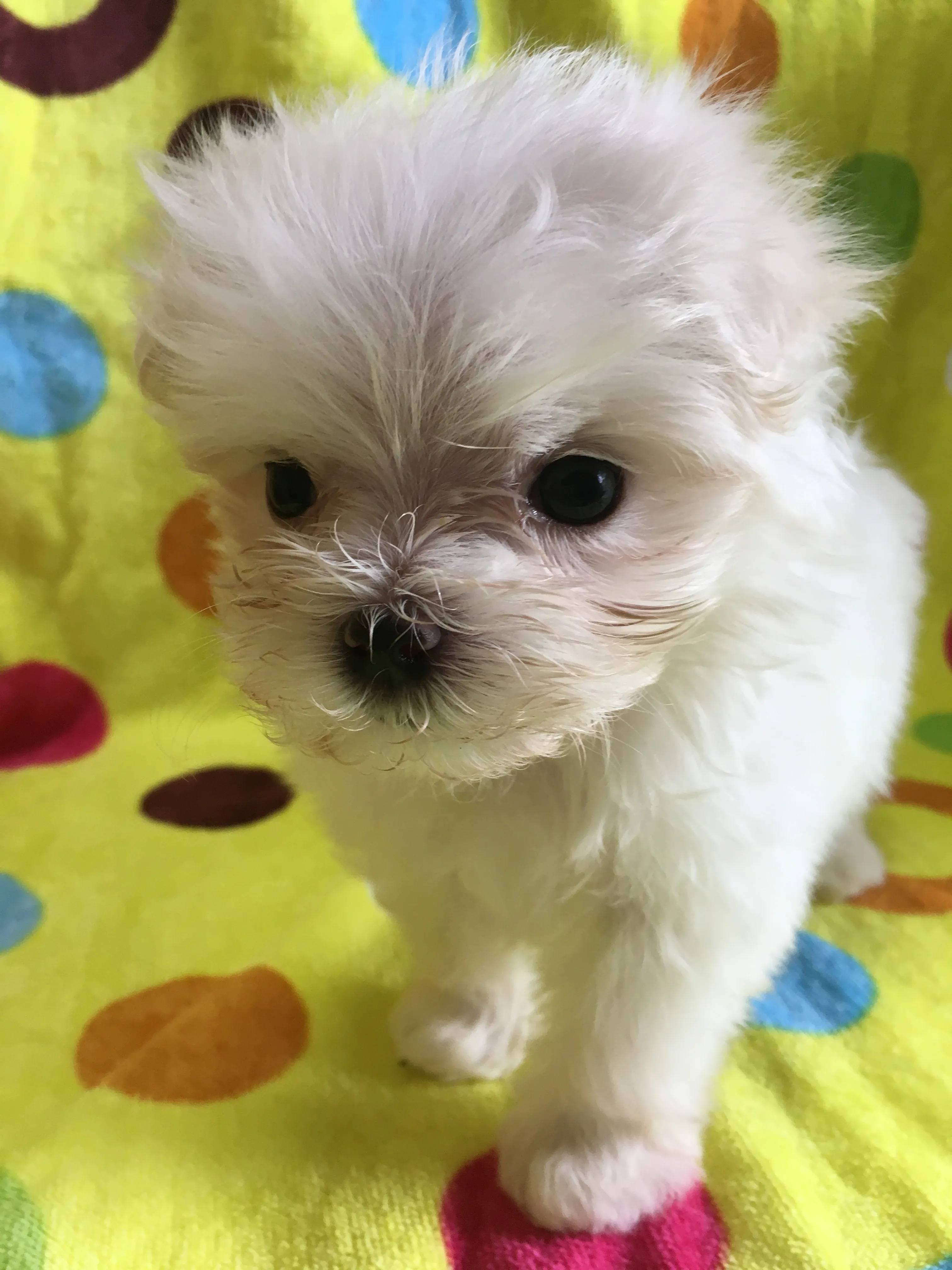 ID:1608-01017の子犬