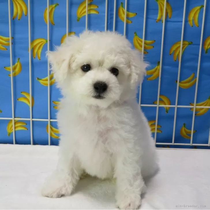 ID:2405-07526の子犬