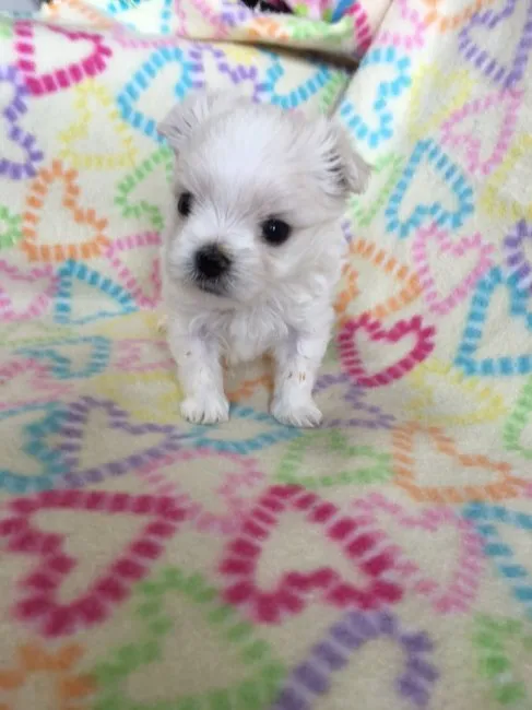 ID:1605-01684の子犬