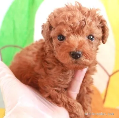 ID:2001-00211の子犬