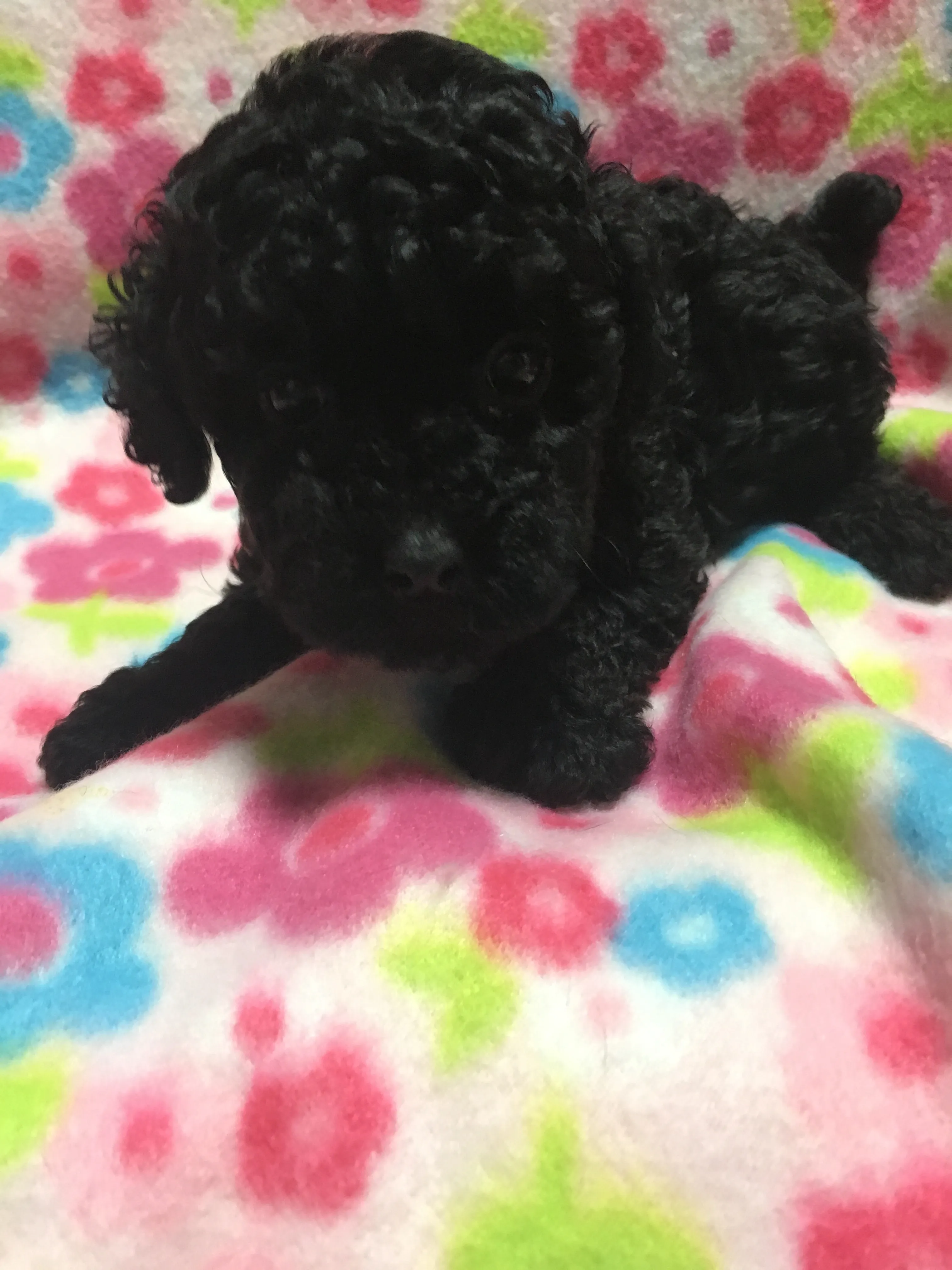 ID:1607-00276の子犬