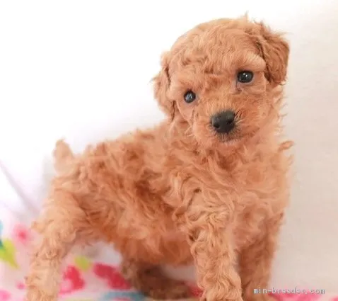 ID：1912-01029の子犬