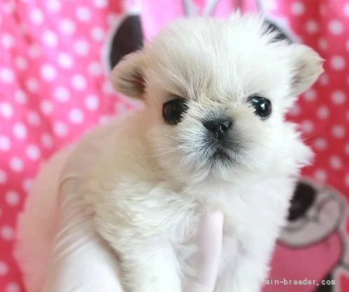 ID：1904-02300の子犬
