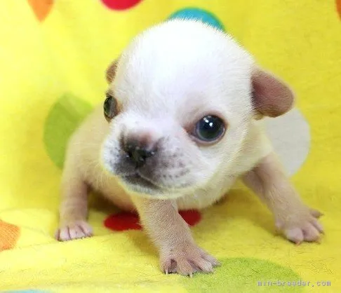 ID：1808-00180の子犬