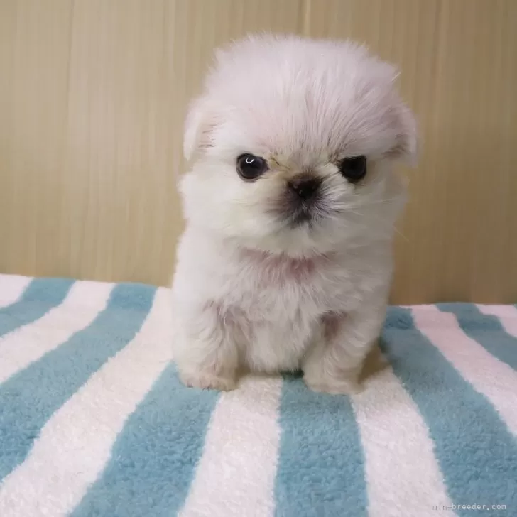 ID：2410-01668の子犬