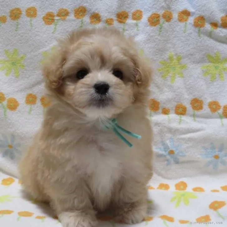 ID:2301-01570の子犬