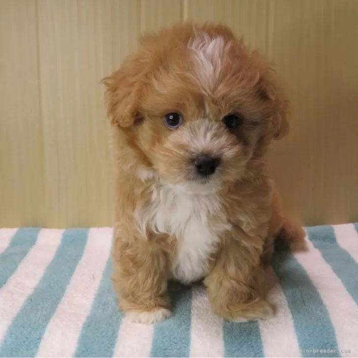 ID：2405-07466の子犬