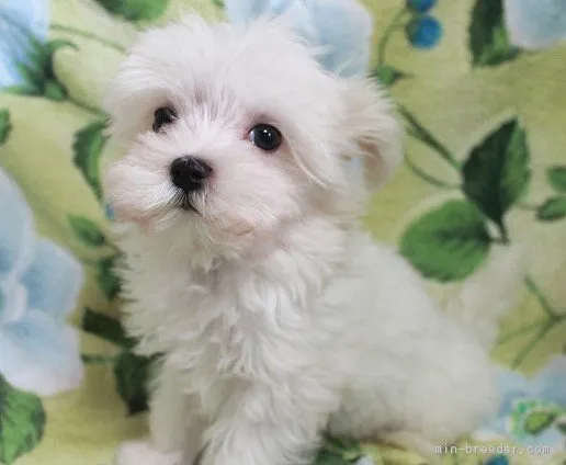 ID：1706-00932の子犬