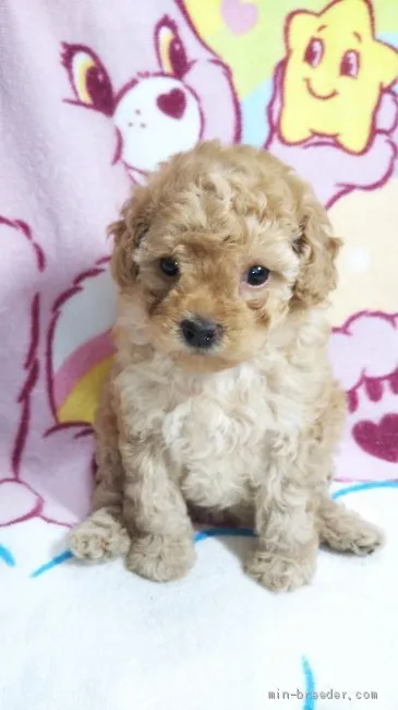 ID:2008-00083の子犬