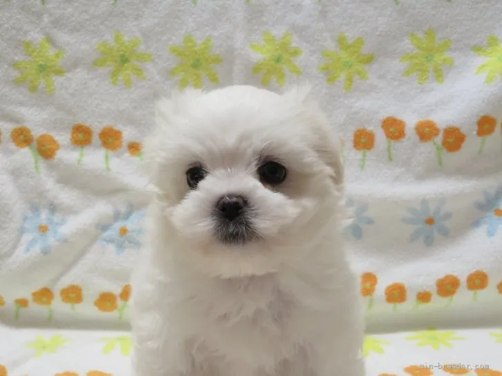 ID:2111-01855の子犬