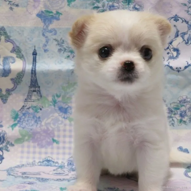 ID:2304-05676の子犬