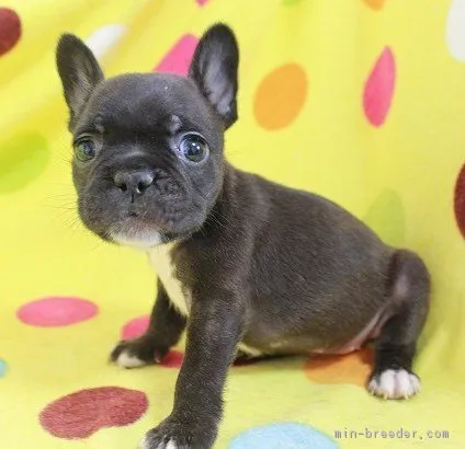 ID:1808-00185の子犬