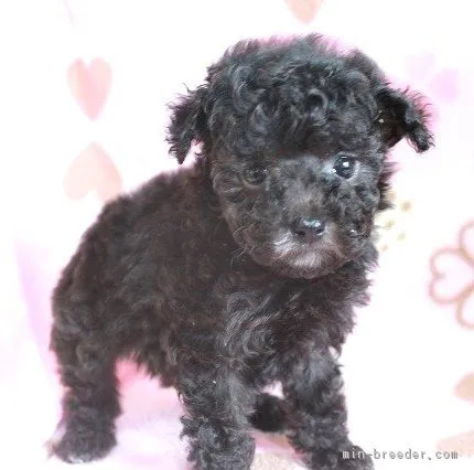 ID：1902-00723の子犬