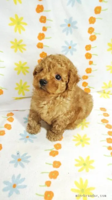 ID:2008-00036の子犬