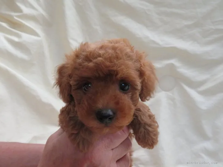 ID:2008-00087の子犬