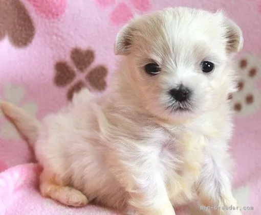 ID:1902-02808の子犬