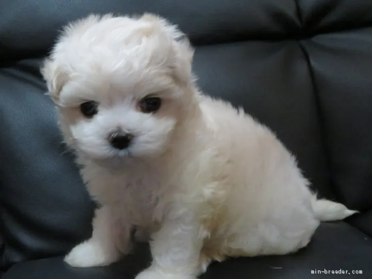 ID:2009-01650の子犬