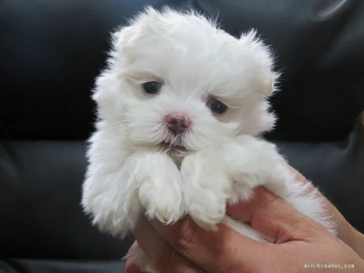 ID：2010-01892の子犬
