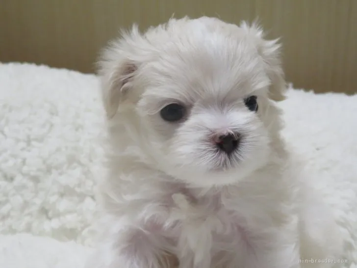 ID：2103-00554の子犬