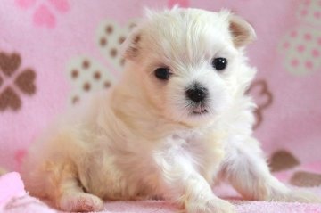 マルチーズ【茨城県・女の子・2019年2月1日・ホワイト】の写真「小ぶりで可愛らしい女の子です！」