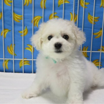 ビションフリーゼ【茨城県・男の子・2024年4月25日・ホワイト】の写真「可愛い男の子です。」