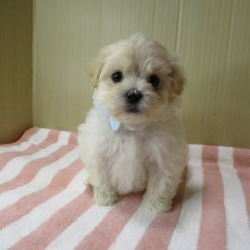 マルプー(マルチーズ×トイプードル)【茨城県・男の子・2024年1月19日・クリーム】の写真「可愛い男の子です。」