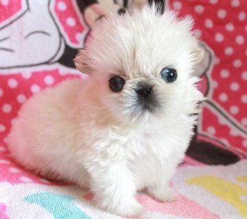 ペキニーズ【茨城県・男の子・2019年3月10日・ホワイト】の写真「小ぶりサイズでお顔立ちが良いオスです♪」