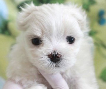 マルチーズ【茨城県・女の子・2017年7月12日・ホワイト】の写真「父親1.7kg！お鼻の詰まった可愛らしい女の子♪」