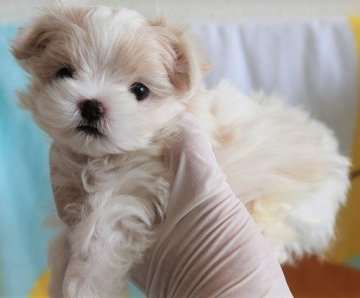 マルチーズ【茨城県・男の子・2020年4月8日・ホワイト】の写真「毛吹きが良く可愛らしい男の子です♪」
