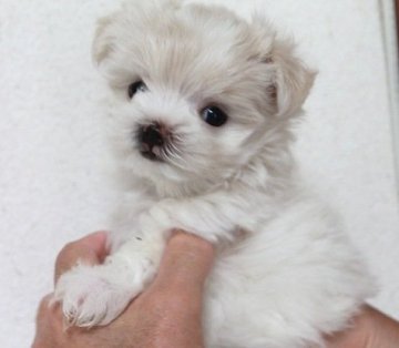 マルチーズ【茨城県・男の子・2017年7月12日・ホワイト】の写真「父親1.7kg！お鼻の詰まった可愛らしい男の子♪」