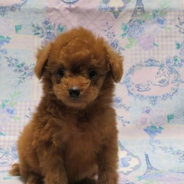 トイプードル(トイ)【茨城県・男の子・2023年6月5日・レッド】の写真「甘えん坊な男の子」