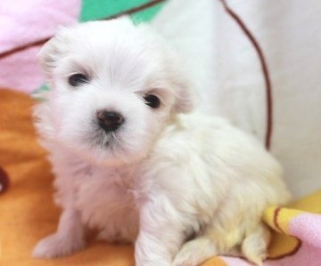 マルチーズ【茨城県・男の子・2018年3月31日・ホワイト】の写真「ぱっちり目の可愛らしい男の子です♪」