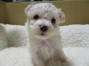 ビションフリーゼ【茨城県・男の子・2021年3月16日・ホワイト】の写真「元気な男の子です。」