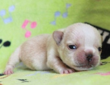 フレンチブルドッグ【茨城県・女の子・2017年10月17日・クリーム】の写真「お顔グッドで小ぶりサイズな女の子♪」
