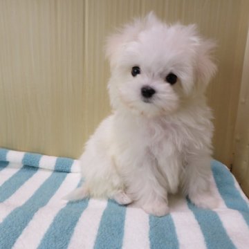 マルチーズ【茨城県・男の子・2024年2月7日・ホワイト】の写真「ちびちゃんです。」