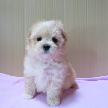マルプー(マルチーズ×トイプードル)【茨城県・男の子・2024年2月12日・アプリコット】の写真「可愛い男の子です。」