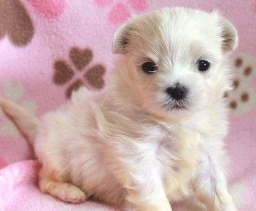 マルチーズ【茨城県・女の子・2019年2月1日・ホワイト】の写真「小ぶりで可愛らしい女の子です！」