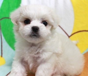 パパ マルチーズ × ママ ペキニーズ×マルチーズ【茨城県・男の子・2019年12月13日・ホワイト】の写真「真っ白でマルチーズにそっくりなミックス犬♪」