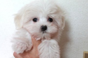 マルチーズ【茨城県・男の子・2018年6月11日・ホワイト】の写真「おめめぱっちり♪とっても可愛らしい男の子」