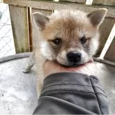 豆柴