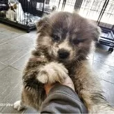 秋田犬【鹿児島県・女の子・2025年7月13日・虎毛】の写真2