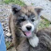 秋田犬